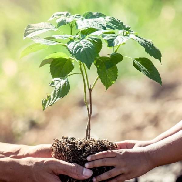 Vi stöder Plant a Tree