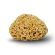 Naturschwamm Honeycomb