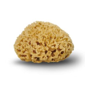 Natural sponge Honeycomb