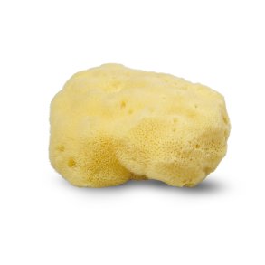 Natural mushroom Silk mushroom